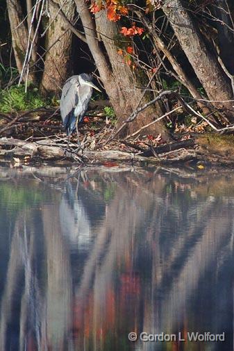 Heron Beside The River_51777.jpg - Great Blue Heron (Ardea herodias) photographed near Carleton Place, Ontario, Canada.